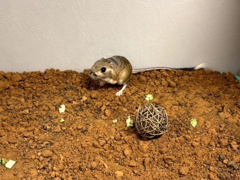 A small brown rodent with a long white tipped tail stands on its back legs on a dirt floor. In front of it are pieces of green vegetables and a twig ball enrichment toy..