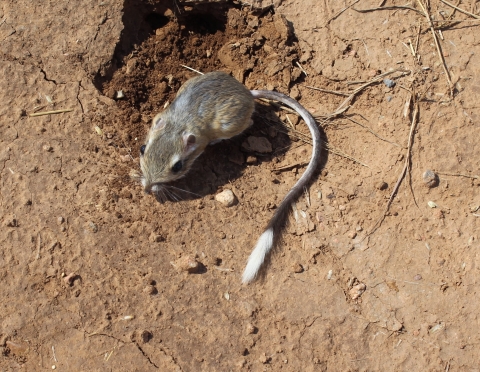 Texas kangaroo rat seen in its dry soil environment from a close-up aerial view, showing its full tail and body length. It has a light brown body, with a white tuft of fur at the end of its tail. The Texas kangaroo rat is standing up next to its burrow. 