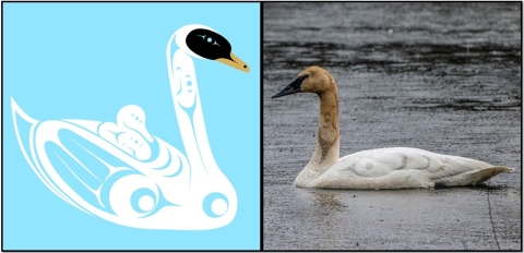 Left image: Tribal "line art" of swans by Addison Emerson. Right Image: Photograph of a swan in water. Tribal line art added digitally added to the swan's body. Photo and line art by Addison Emerson.