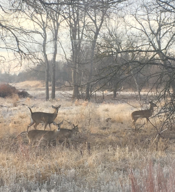 Four white-tailed deer walking through the prairie at Salt Plains National Wildlife Refuge.