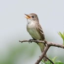 Southwestern Willow Flycatcher singing on a branch