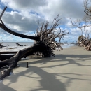 Toppled and uprooted large tree lays over sand on the forefront At a distance, more driftwood poke out of the water with the Atlantic Ocean as backdrop and a cloudy sky blanketing overhead..
