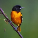 orange and black bird in tree