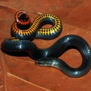 A Key ring-necked snake is curled on an orange fall leaf. It is a small, black on top with bright yellow, orange and red markings on the belly.
