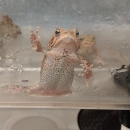 Houston Toad