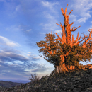 Bristlecone pine above treeline
