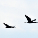 White-faced Ibis Silhouette