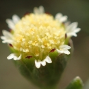 Close look at a small yellow flower.