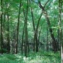 Full forest full of green trees with green plants on the ground.