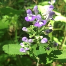 green plant with purple blossoms
