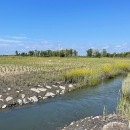 a stream flows through a vast marsh with newly planted grasses