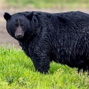 Large black bear standing in green grass