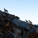 Sierra Nevada bighorn sheep climb up a rocky ridge line with mountains in the distance.