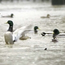 An image of the cover for the refuge brochure.