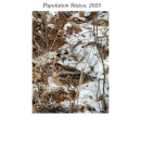 American Woodcock Population Status, 2025