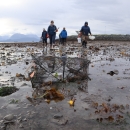 Five early detection monitors walk toward folding crab trap in Homer, AK tidal flat.