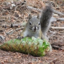 A squirrel with a pine cone