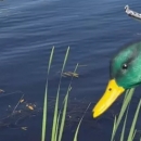 Mallard duck decoys in a pond.