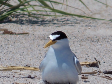 A white, black and grayish least tern sits facing the camera on a sandy beach. Her chick is visible underneath her.