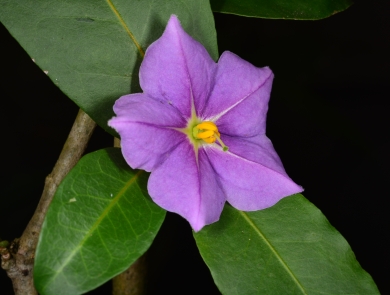 Five-petal, purple flower with a yellow center and three green leaves radiating from the base of the flower. 