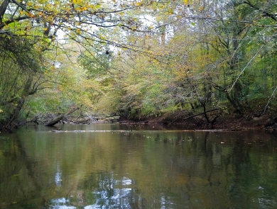 still water in a shallow stream with logs and vegetation over the stream