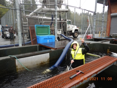 Jane Lemieux crowding juvenile steelhead to a fish transfer pump hose.