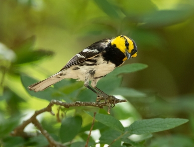 Golden-cheeked warbler