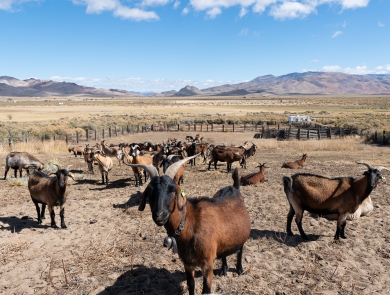 Goats standing in a corral looking at the camera with a sagebrush landscape and mountains in the background.