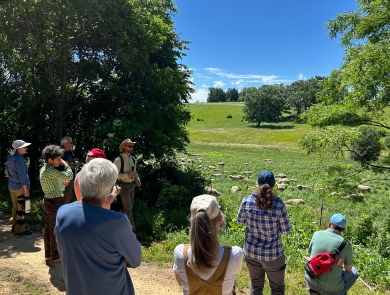 A man addresses a group as they look at a flock of sheep in a field.