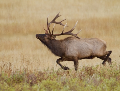 Bull rocky mountain elk