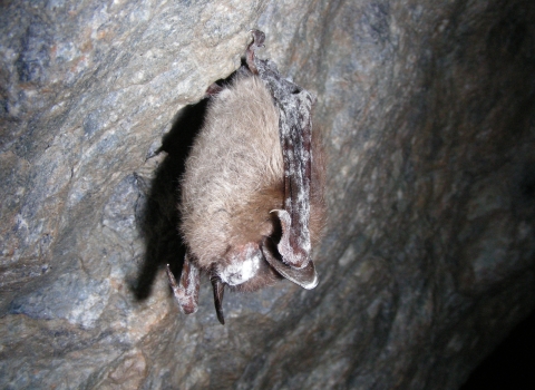 a small bat hanging from a cave roof with white fungus on its nose