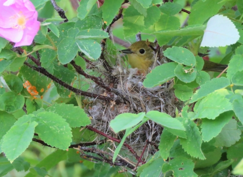 Yellow Warbler in Kanuti Refuge