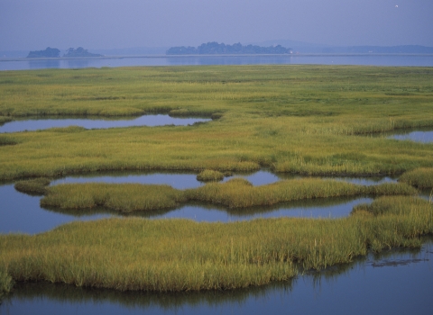 water and marsh vegetation weave together throughout a wetland