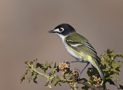 A bird sits at then end of a branch.