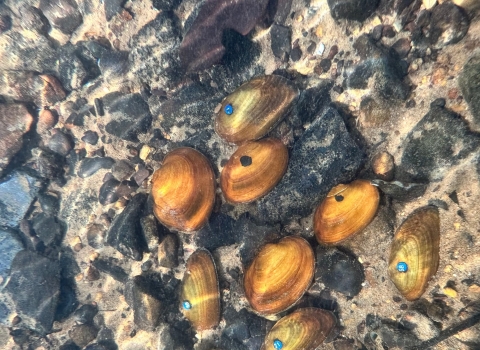 Tagged Mussels in Big Canoe Creek