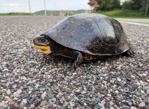 Blanding's turtle crossing a road