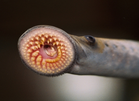The mouth of a sea lamprey - a large oral sucking disk full of sharp, horn-shaped teeth--makes the animal an efficient killer of fish..