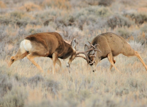 Two large brown antlered deer charge one another and butt heads