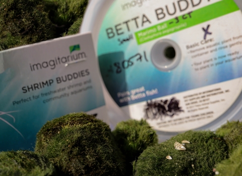 Zebra mussels on moss balls in front of Betta Buddies and Shrimp Buddies packaging