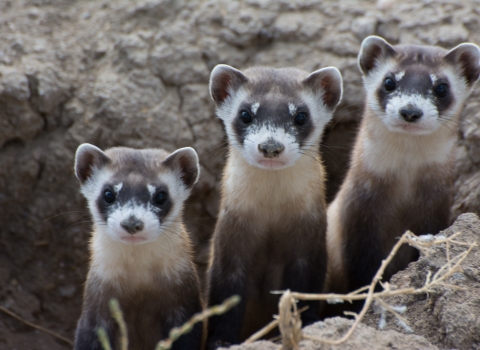 Three ferrets peek out of burrow.