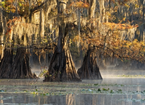 large cypress trees in a lake 