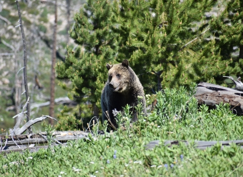 Grizzly bear standing on log in a pine forest