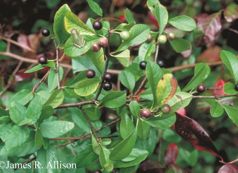 A green leafy shrub with purplish-black berries.