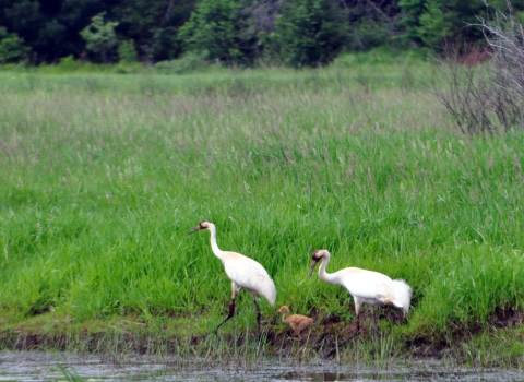 two large white birds with field of green grass behind them