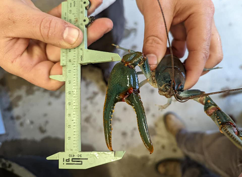 a biologist measures the large claw of a blue-green crayfish