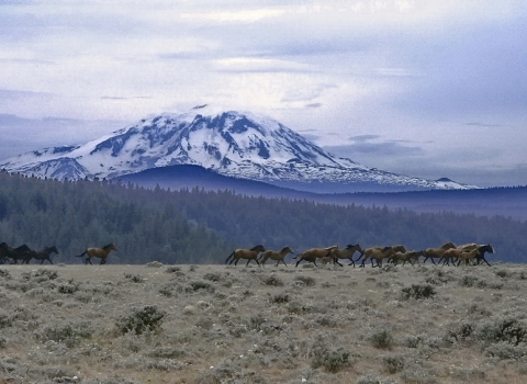 A herd of horse runs across a dry shrub landscape with a forest and mountain in the background