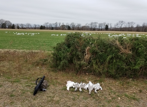 several dead white geese lie on the ground next to a field