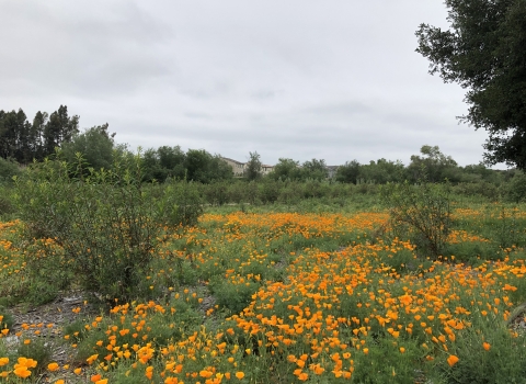 a green field full of orange flowers