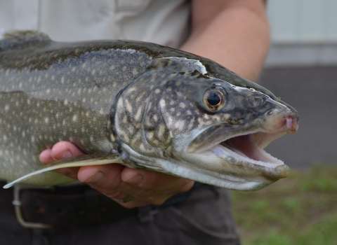 Biologist holding an adult lake trout