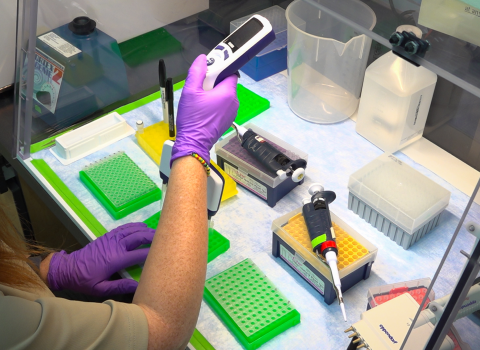 A view inside a lab. A woman wearing purple nitrile gloves places genetic material into a bright green tray.